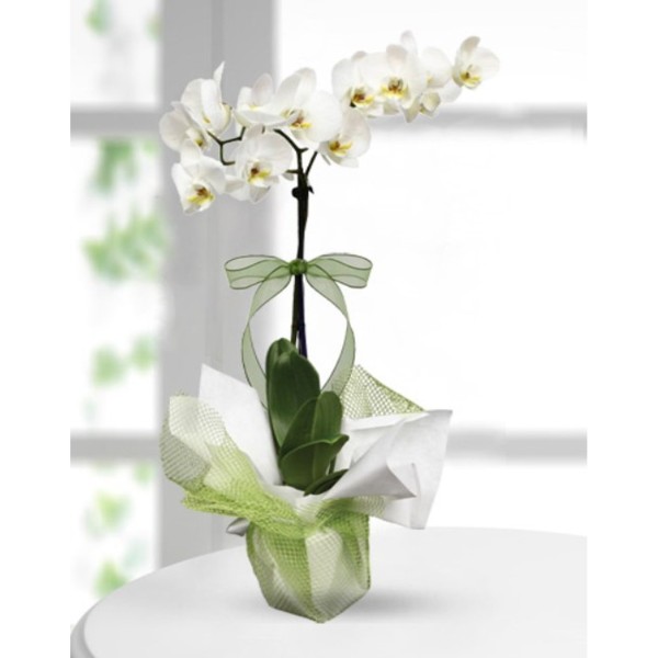 Tek Dallı Beyaz Orkide Çiçeği..